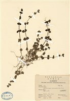 藏品(腰只花)的圖片